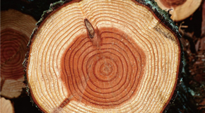 HIGH-QUALITY SOLID WOODLASTING AND DURABLE