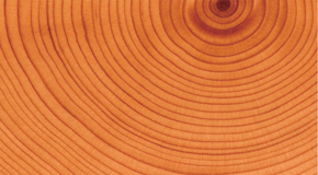 Original Wood with Outstanding Quality